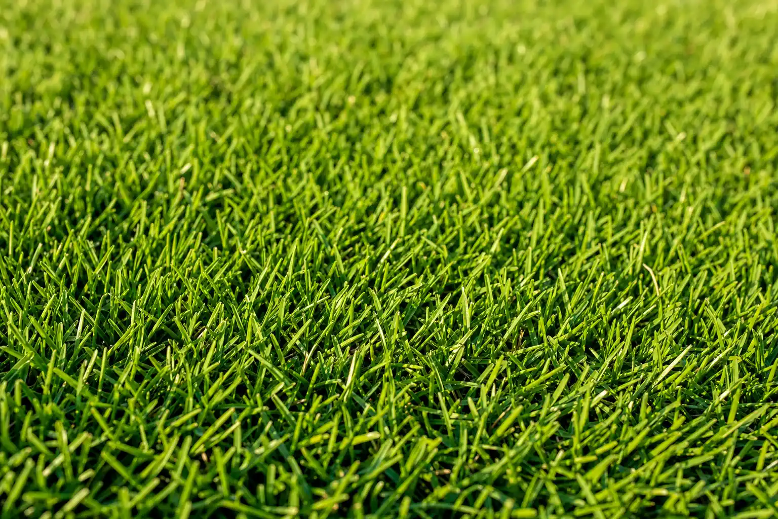Healthy Zoysiagrass lawn with dense carpet-like turf and medium fine texture