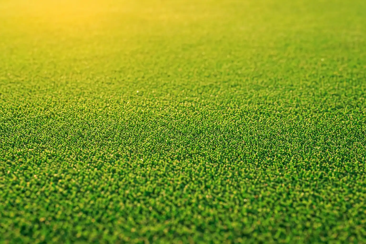 Bentgrass