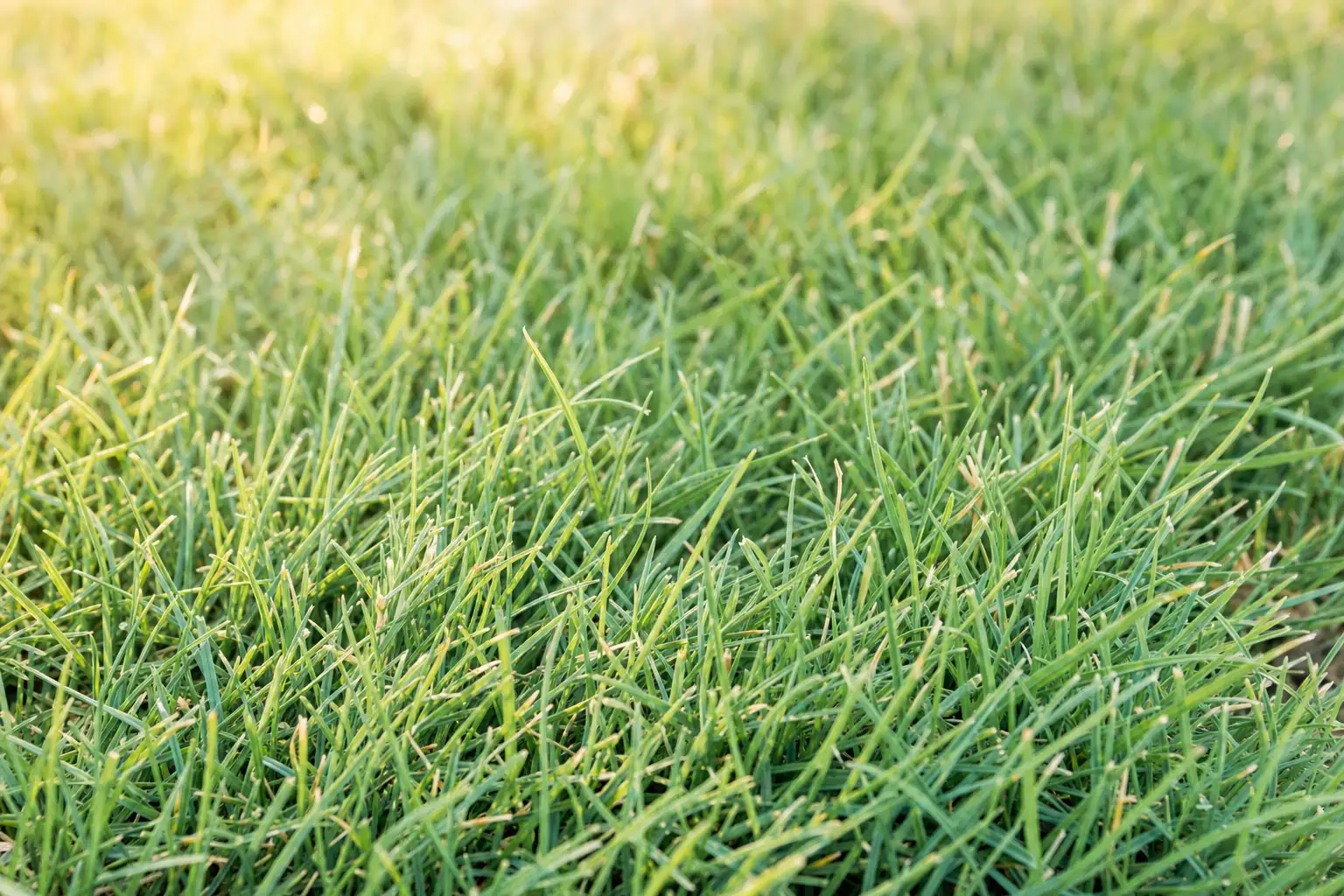 Buffalograss