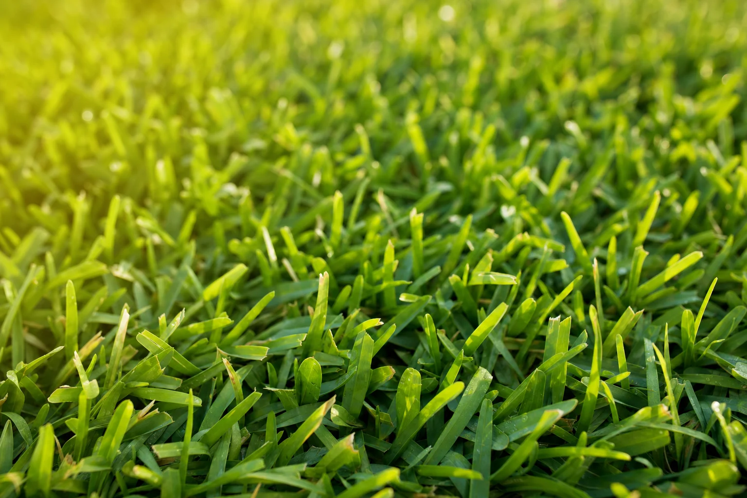 St. Augustinegrass