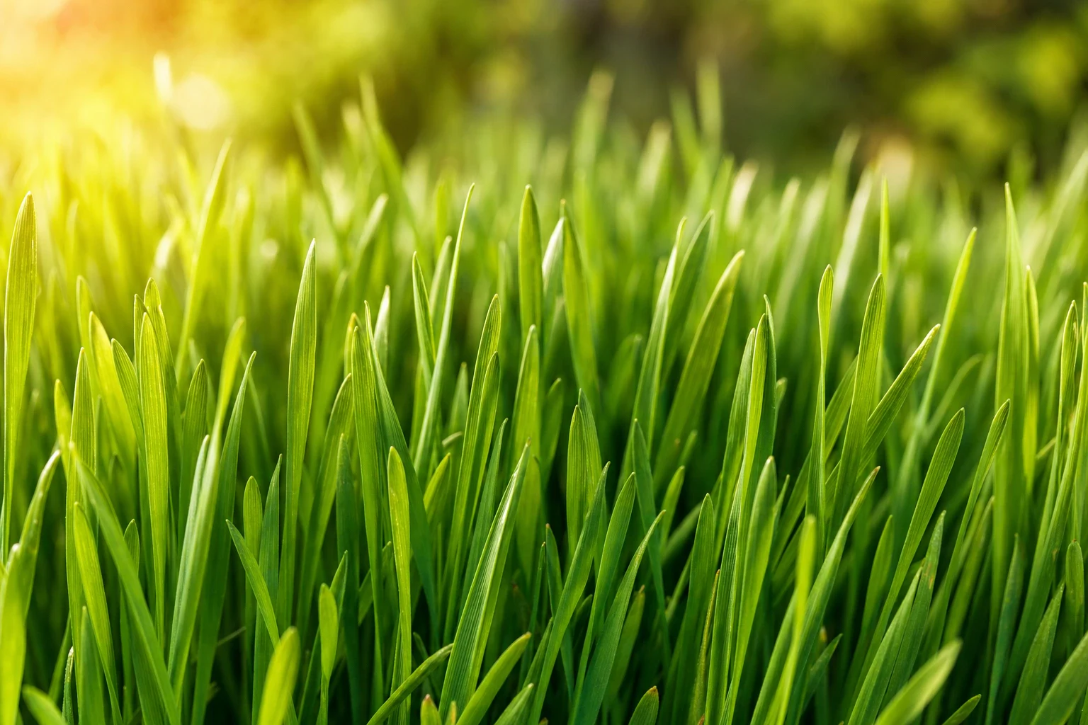 Wheatgrass